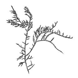 Wijkia extenuata var. caudata, habit. Drawn from A.J. Fife 10921, CHR 570073.
 Image: R.C. Wagstaff © Landcare Research 2016 